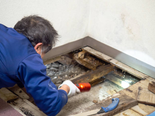 Trusted Elizabethville, PA Mold Remediation Experts