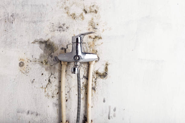 Best Residential Mold Remediation in Elizabethville, PA