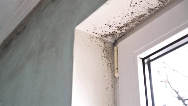 Best Black Mold Remediation in Elizabethville, PA