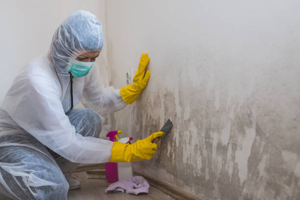 Best Industrial Mold Remediation in Elizabethville, PA