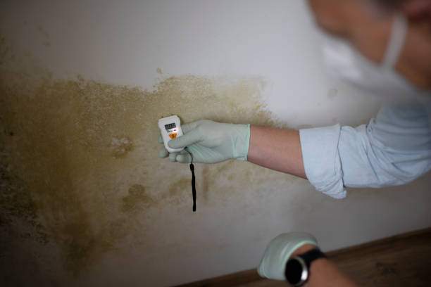 Best DIY Mold Remediation Support Services in Elizabethville, PA