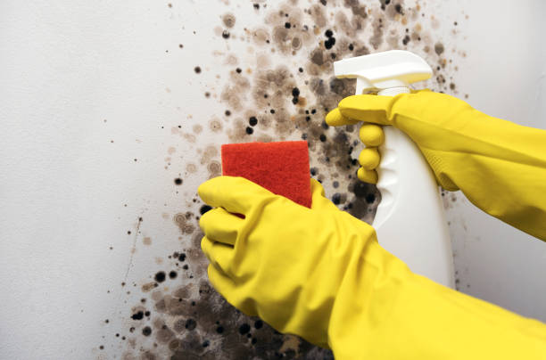 Best Residential Mold Remediation in Elizabethville, PA