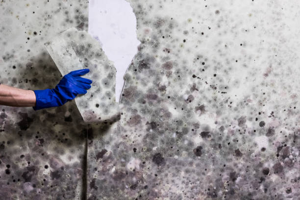 Best Post-Flood Mold Remediation in Elizabethville, PA