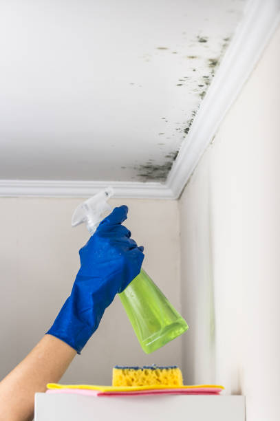 Best HVAC Mold Remediation in Elizabethville, PA